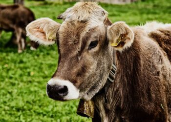 Senasa presentó nuevas normativas para erradicar la brucelosis bovina