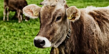 Senasa presentó nuevas normativas para erradicar la brucelosis bovina