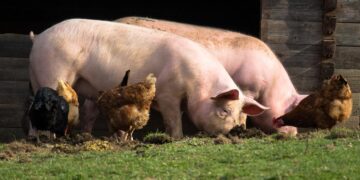 Senasa perfecciona sus estándares de sanidad