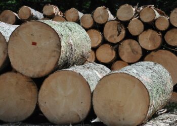 La reducción de aranceles en China estimula la producción forestal en Argentina