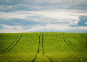 Récord de exportaciones de cebada a China en 2021