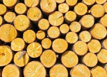 Una reducción arancelaria que estimula la producción forestal en Argentina