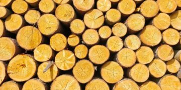 Una reducción arancelaria que estimula la producción forestal en Argentina