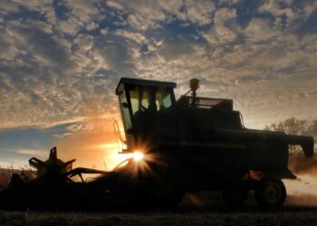 China fue el principal destino de la soja de Argentina, durante 2020