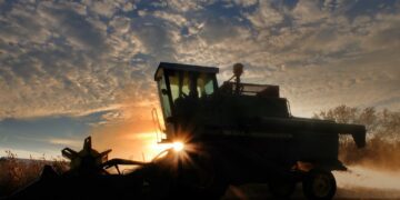 China fue el principal destino de la soja de Argentina, durante 2020