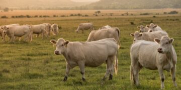 China es el principal destino de la carne vacuna argentina