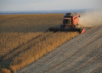 En 2021 Argentina será el principal proveedor de harina y aceite de soja a nivel mundial