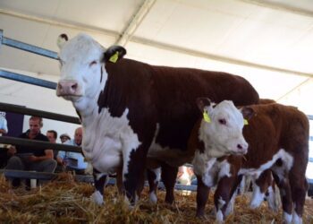 Una empresa argentina exporta genética bovina a China