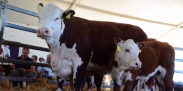 Una empresa argentina exporta genética bovina a China