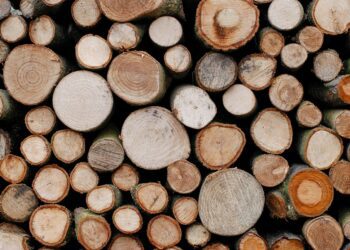 Entre Ríos exporta troncos de pino a China