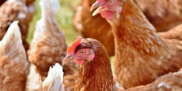 China es el principal destino de la producción avícola de Argentina
