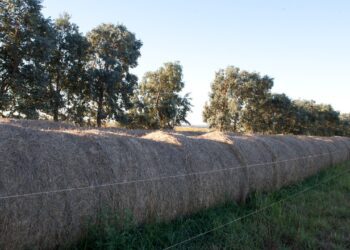 Santiago del Estero exportará alfalfa a China
