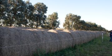 Santiago del Estero exportará alfalfa a China