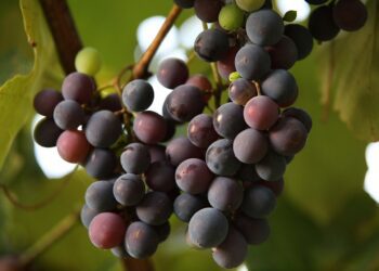 Crecieron las exportaciones vitivinícolas a China