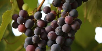 Crecieron las exportaciones vitivinícolas a China