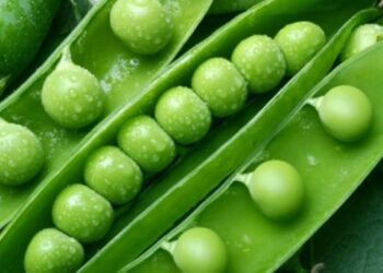 Santa Fe lidera las exportaciones de arvejas a China