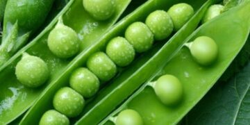 Santa Fe lidera las exportaciones de arvejas a China