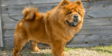 Un perro de origen chino es muy popular en Argentina