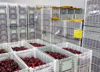 Provincias patagónicas exportan cerezas a China