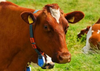 China: el principal destino de la carne argentina