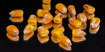 Argentina podrá exportar maíz a China