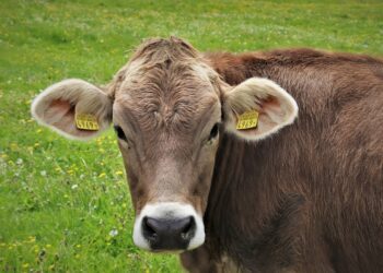Cerró la CIIE con demanda sostenida de carne