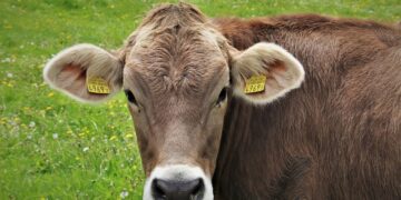 Cerró la CIIE con demanda sostenida de carne