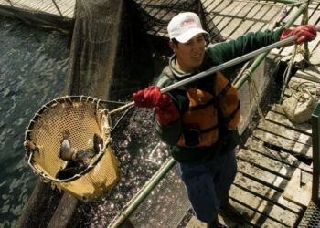 China abrió su mercado al ingreso de trucha arco iris