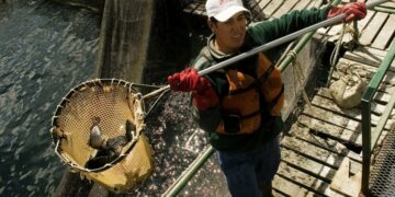 China abrió su mercado al ingreso de trucha arco iris