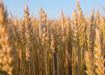 Por primera vez Argentina puede exportar trigo a China