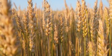 Por primera vez Argentina puede exportar trigo a China