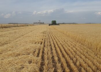 ICBC ofrece financiamiento y créditos para el productor agropecuario