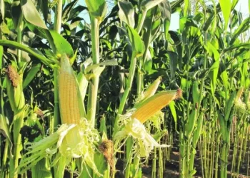 Argentina buscará exportar maíz a China