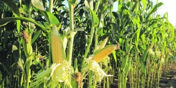 Argentina buscará exportar maíz a China