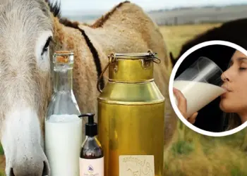 Inspirados en una experiencia china producen leche de burra