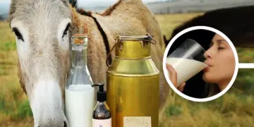 Inspirados en una experiencia china producen leche de burra