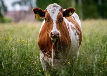 Investigan exportaciones de carne vacuna argentina a China