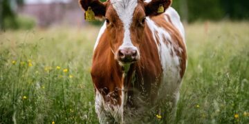 Investigan exportaciones de carne vacuna argentina a China