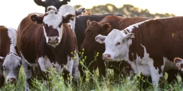 Argentina podría exportar menudencias a China