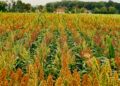 Crece la venta de sorgo a China