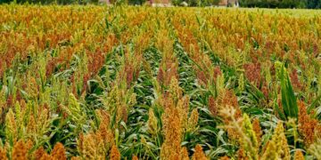 Crece la venta de sorgo a China