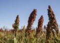 Buscan fortalecer exportaciones de sorgo a China