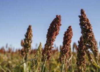 Buscan fortalecer exportaciones de sorgo a China