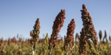 Buscan fortalecer exportaciones de sorgo a China
