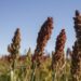 Buscan fortalecer exportaciones de sorgo a China