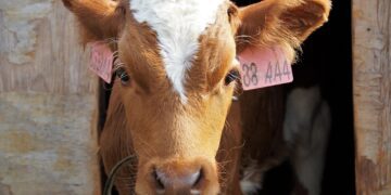 Aumentan los aranceles de exportación de carne a China