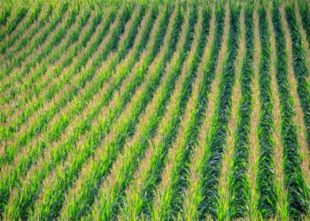 Cofco registró un cargamento histórico maíz argentino a China