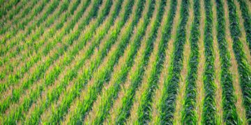 Cofco registró un cargamento histórico maíz argentino a China