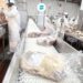 Autorizan a frigoríficos argentinos a exportar carne a China
